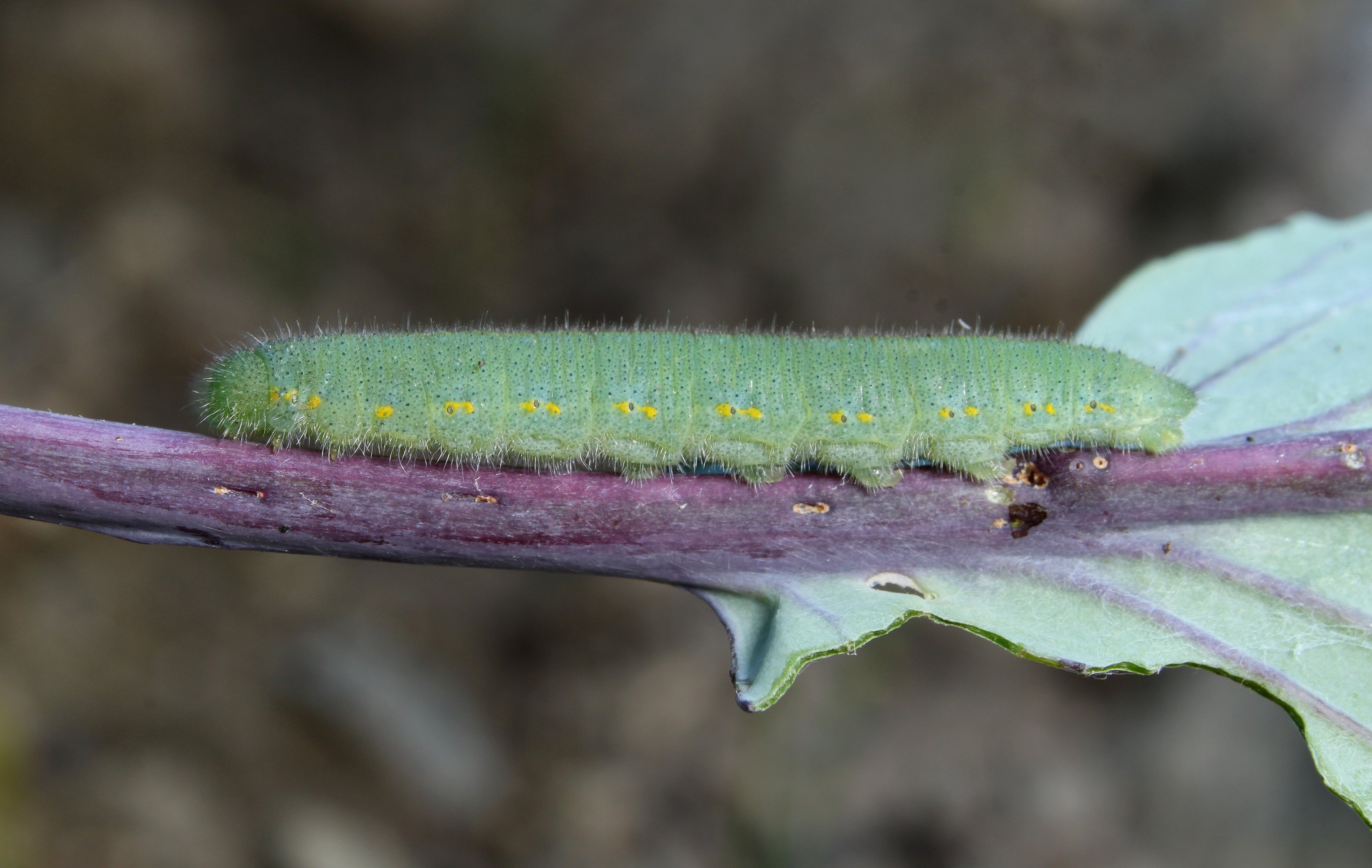 A green cabbage white caterpillar on a leaf