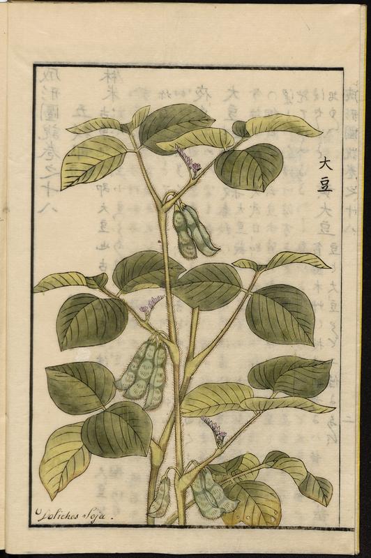 edamame in a raised bed