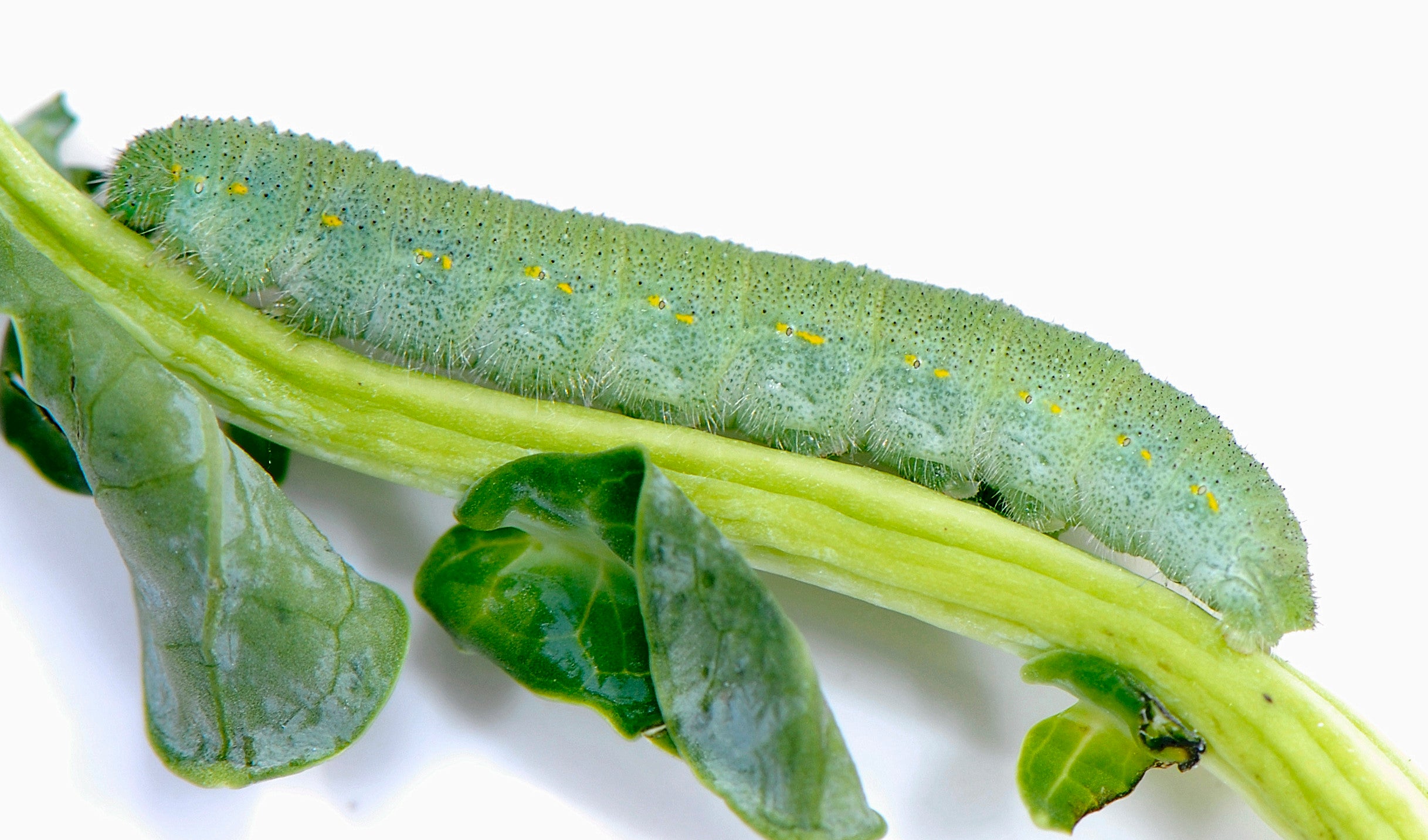 Cabbage white caterpillar on a leaf