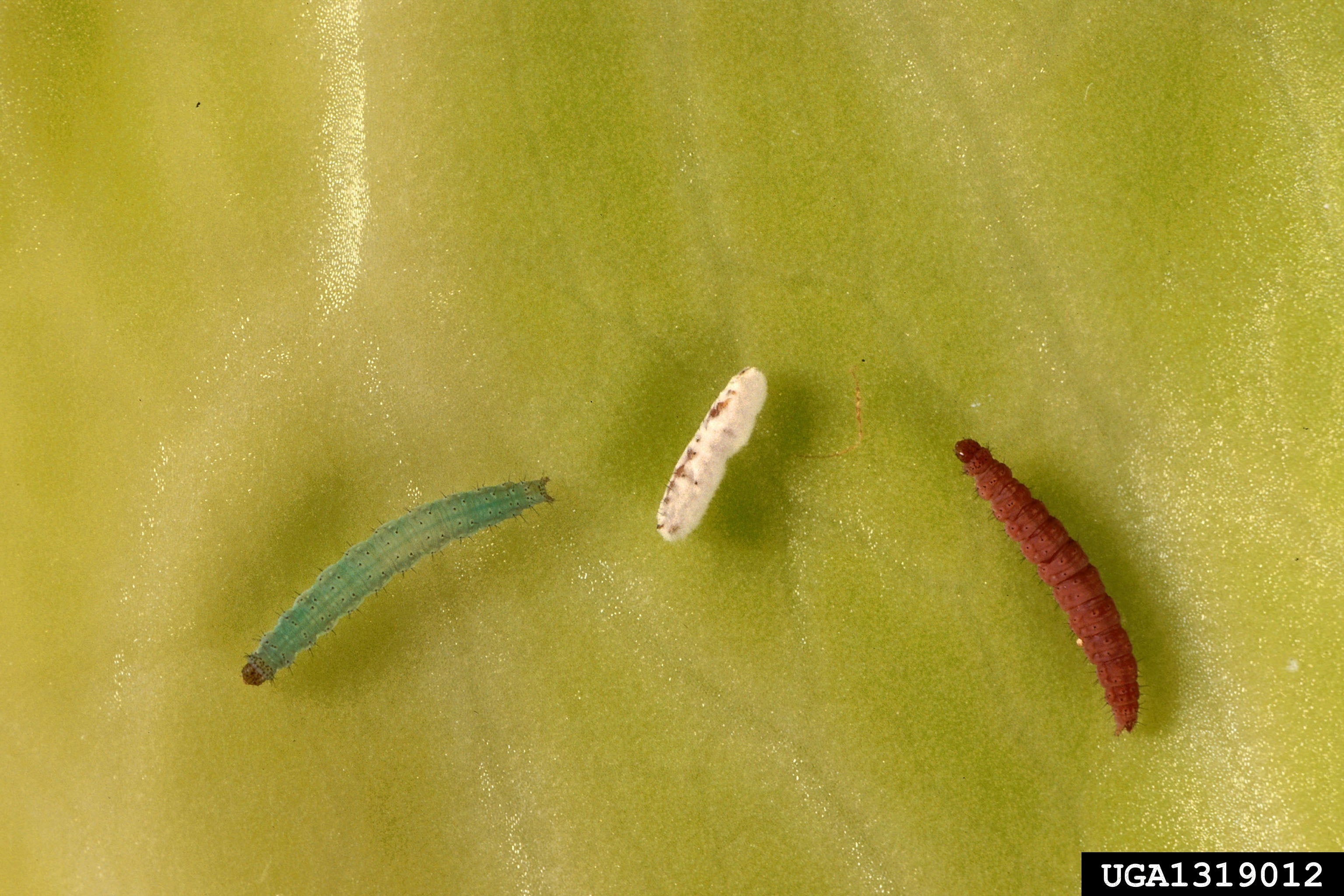 Diamondback moth caterpillar on a cabbage leaf