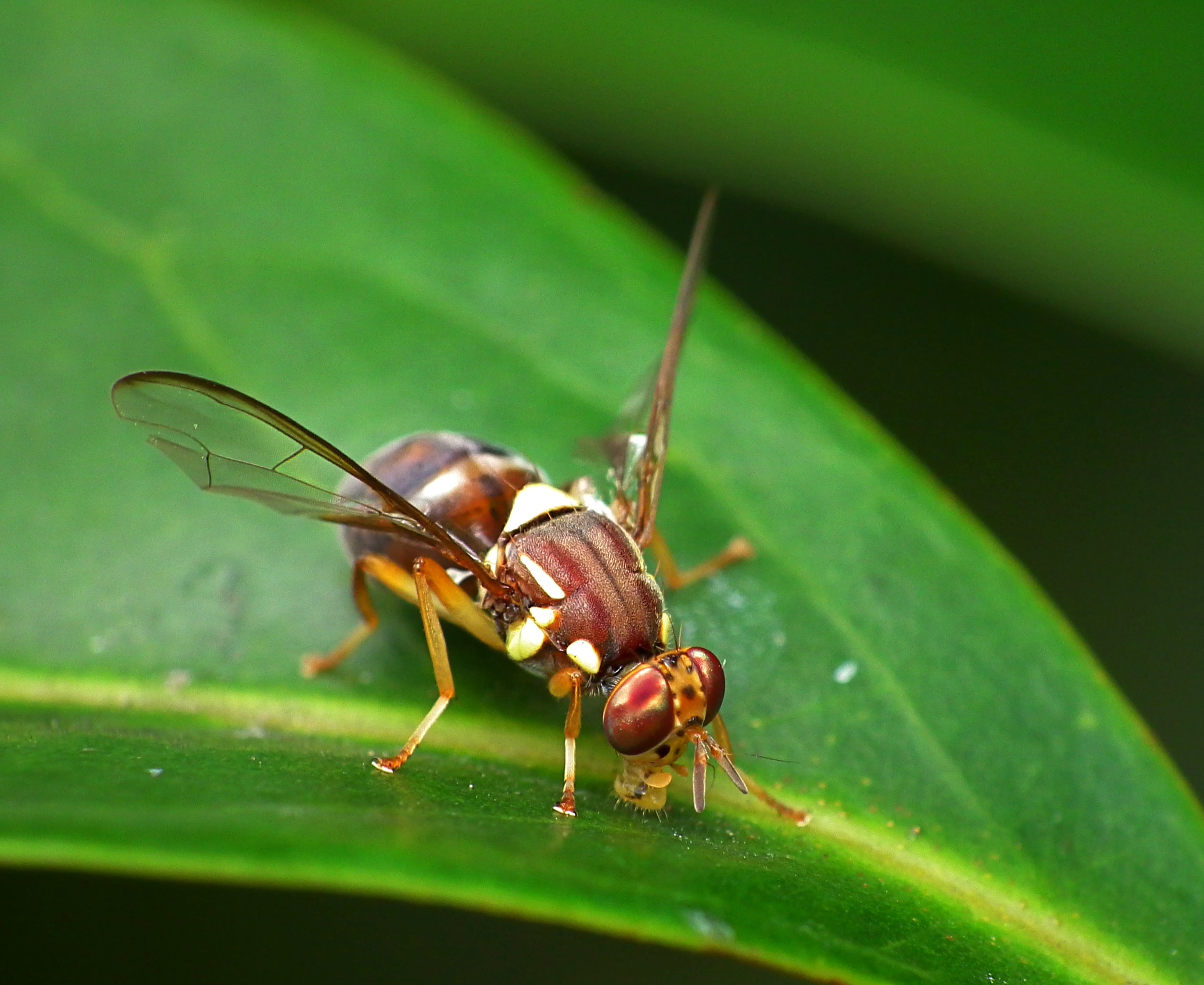 A Queensland fruit fly on a leaf