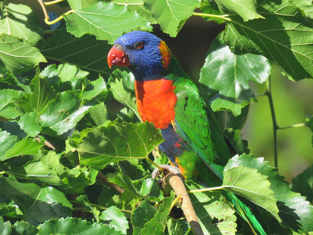 A rainbow lorikeet eating mulberries in a tree