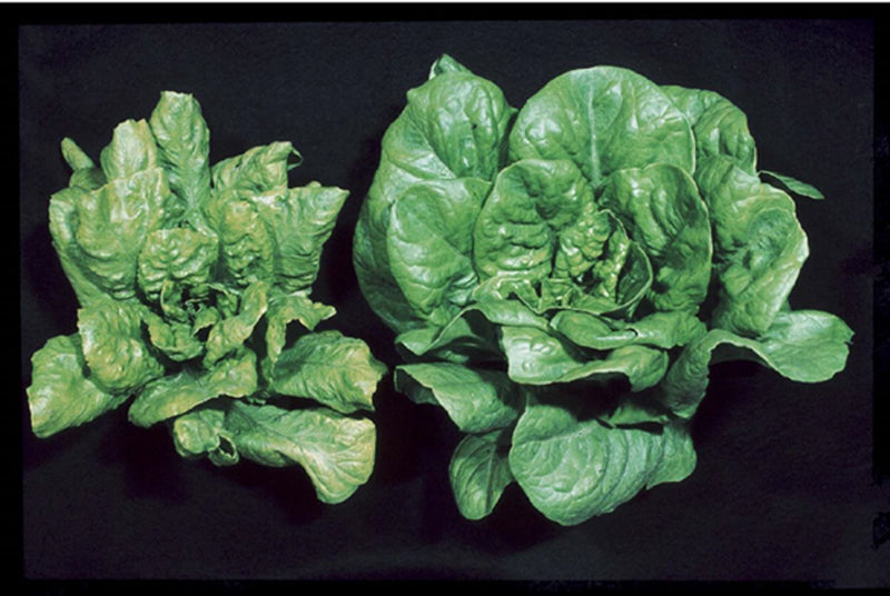 Mosaic-virus mottling on a lettuce leaf