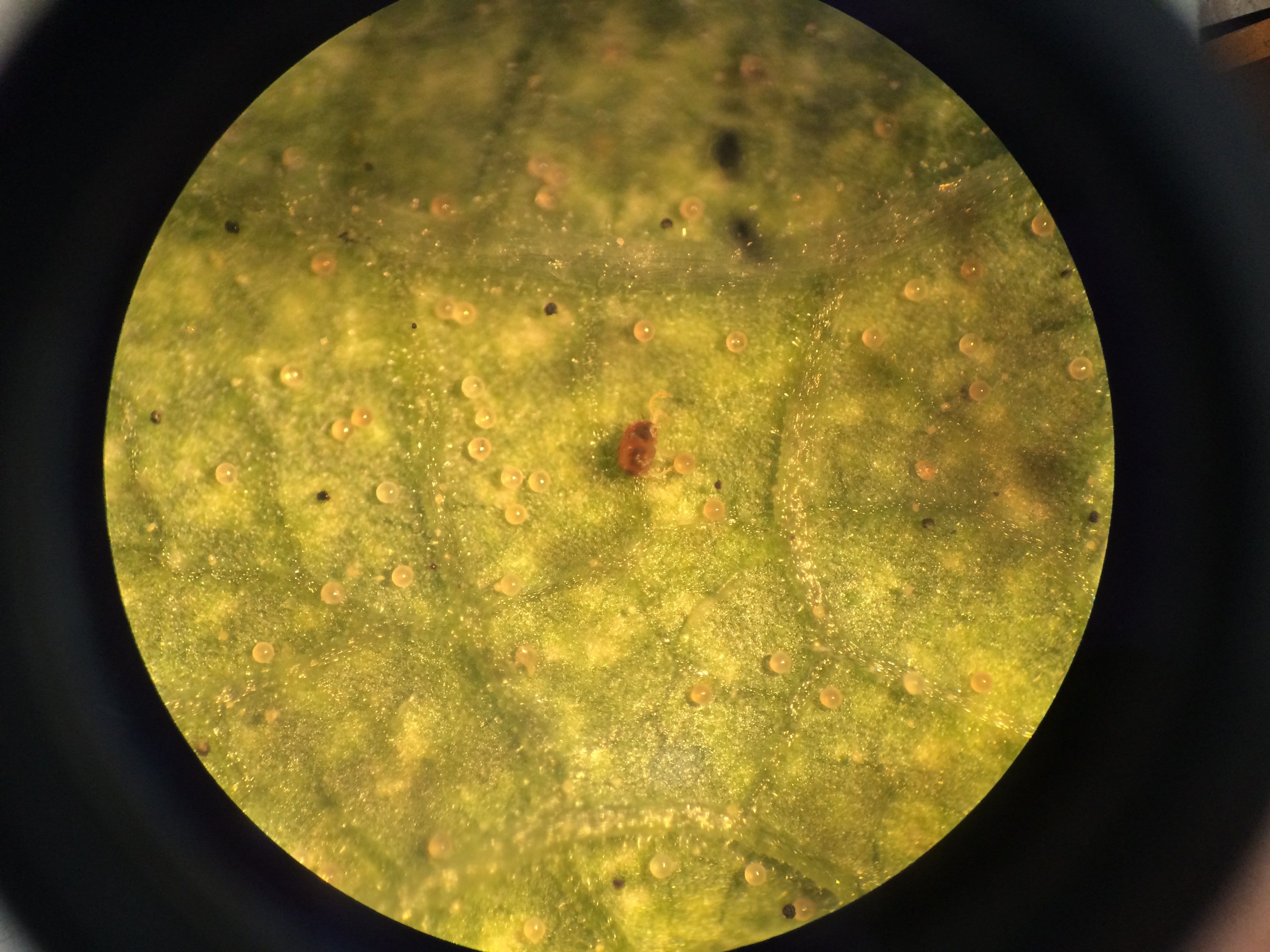 Two-spotted mites and webbing on a bean leaf
