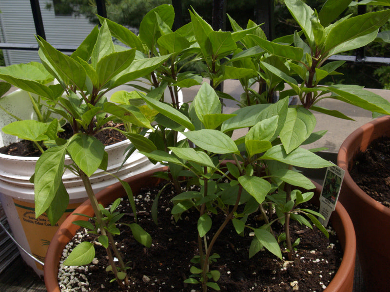 Thai basil in a raised bed