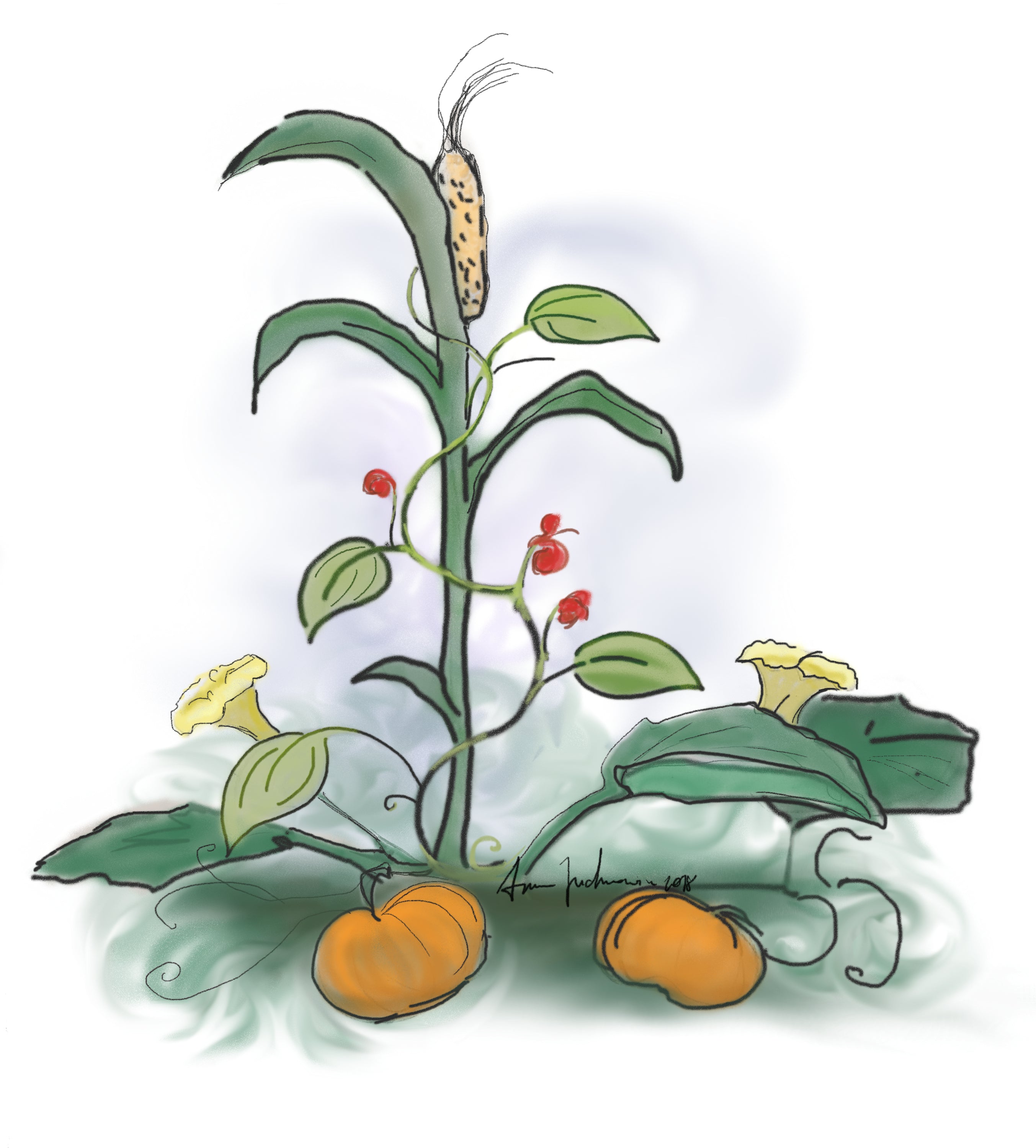 Three Sisters companion planting technique showing corn, beans and squash together