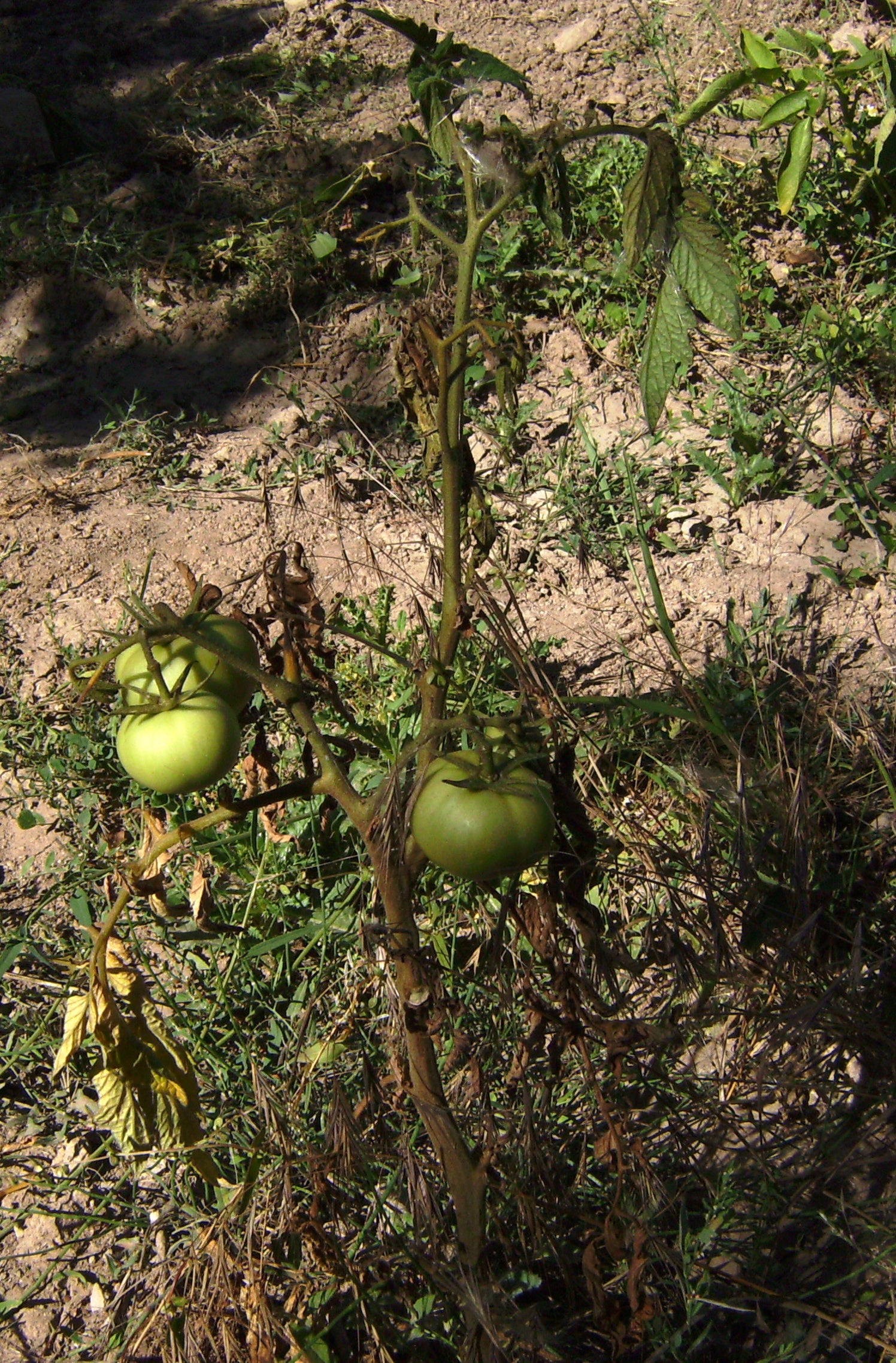 A tomato plant wilting from fusarium wilt