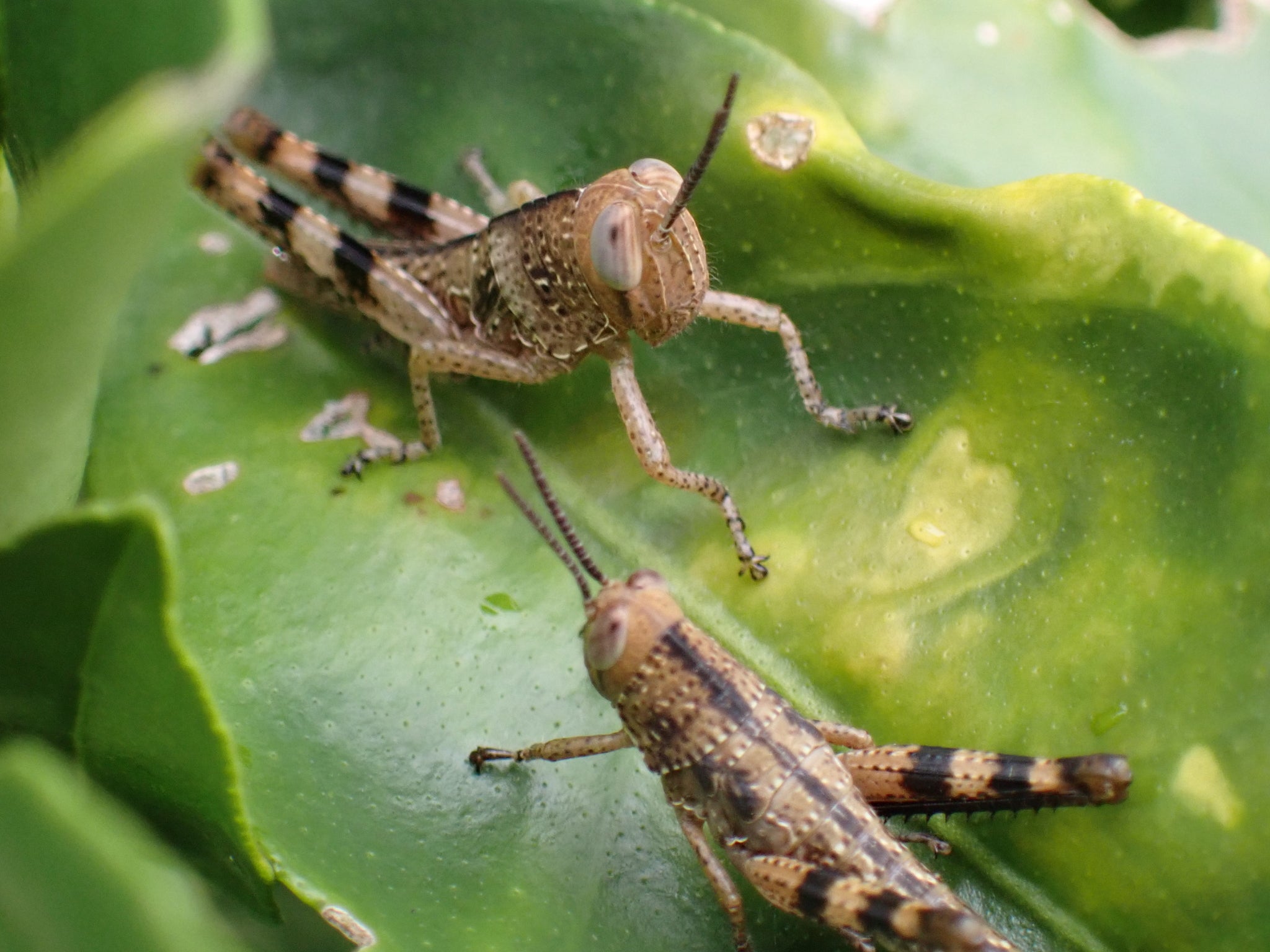 An Australian giant grasshopper