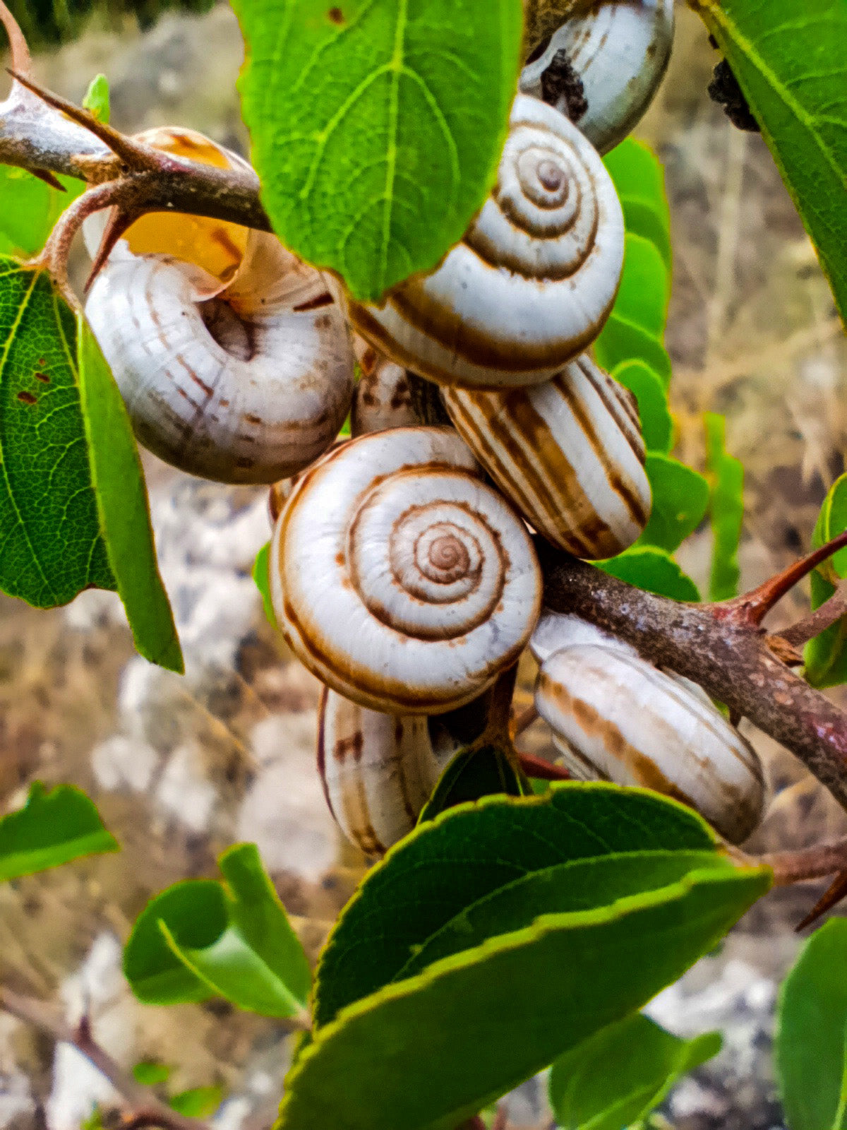 Garden snails on a plant