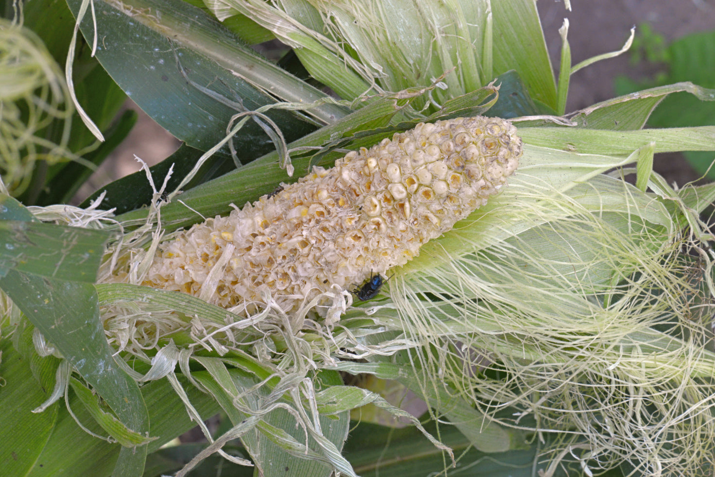 sweet corn in a raised bed