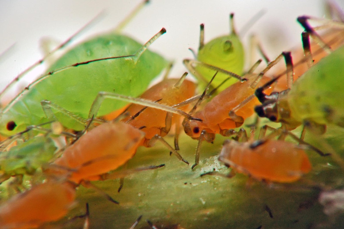 A dense cluster of green and orange aphids feeding on a rose stem
