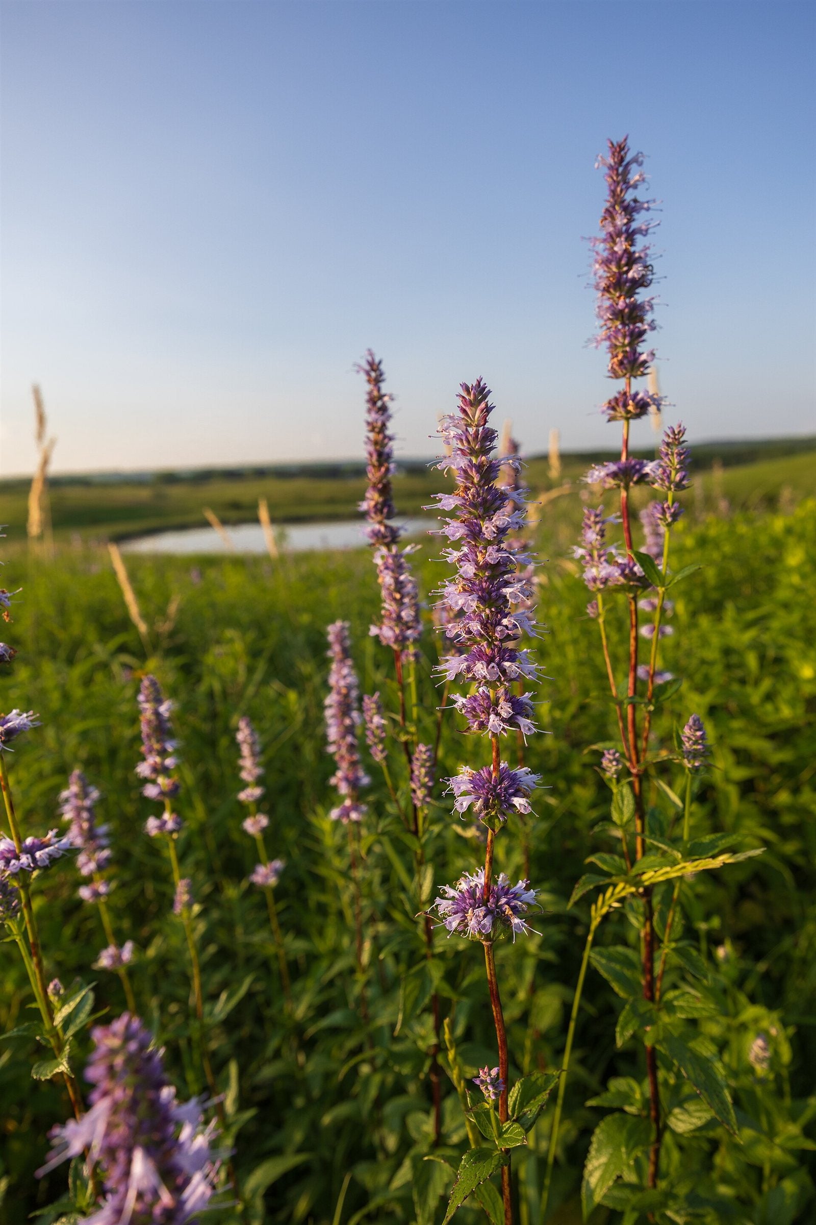 anise hyssop in a raised bed