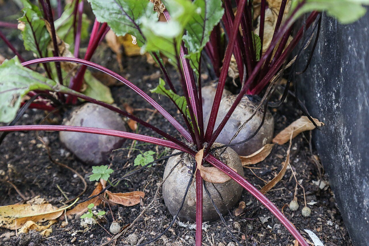 beetroot in a raised bed