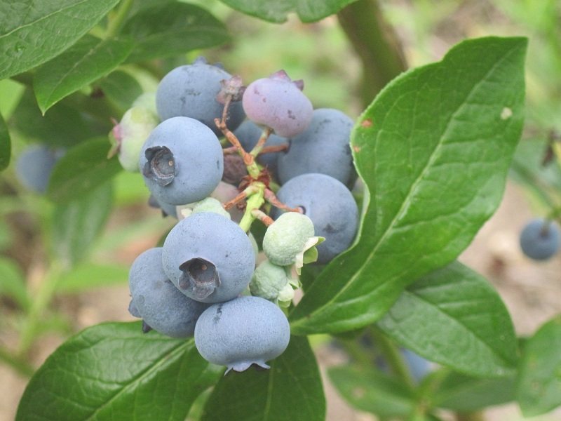 blueberries in a raised bed