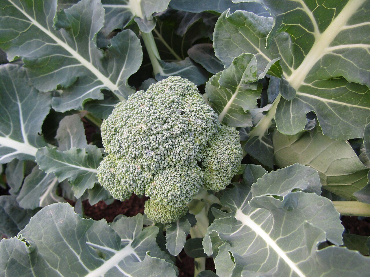 broccoli in a raised bed