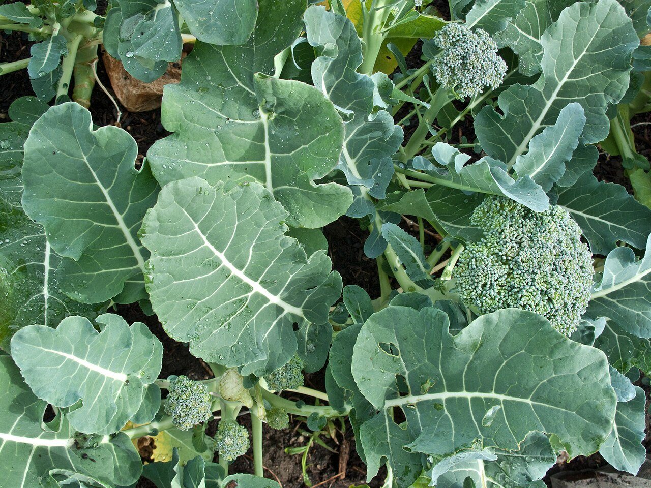 broccolini in a raised bed