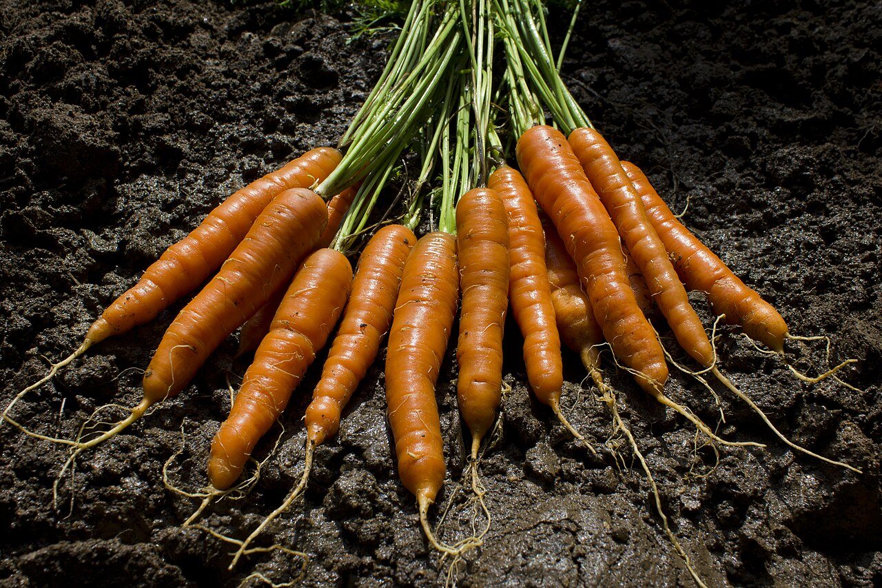 carrots in a raised bed