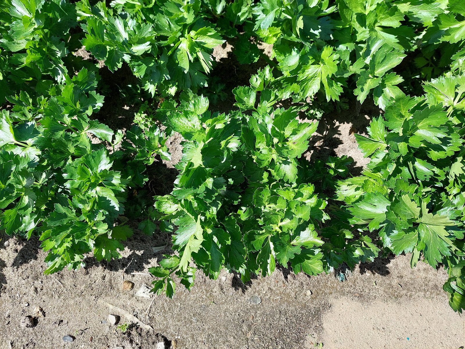 celery in a raised bed