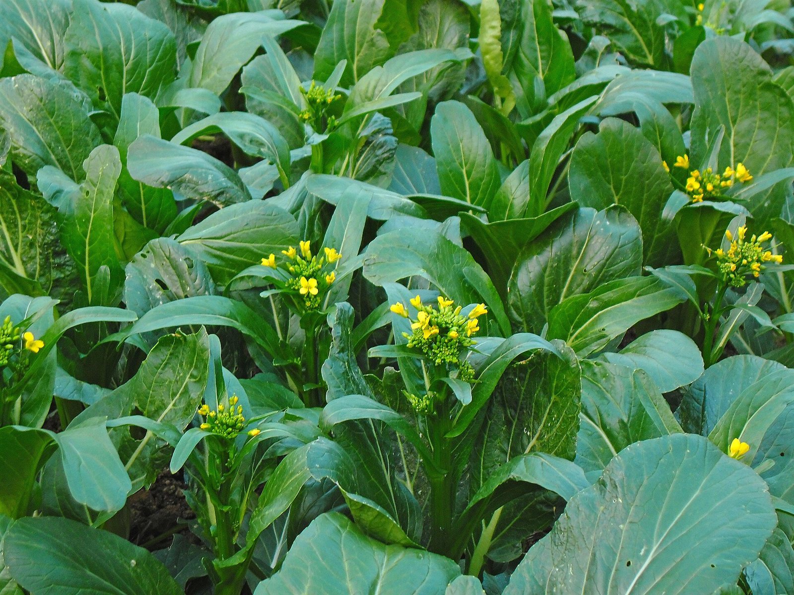 choy sum in a raised bed