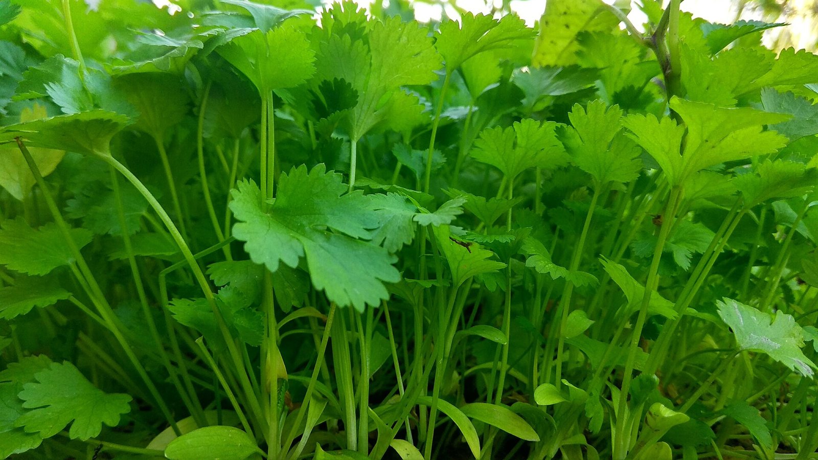 coriander in a raised bed
