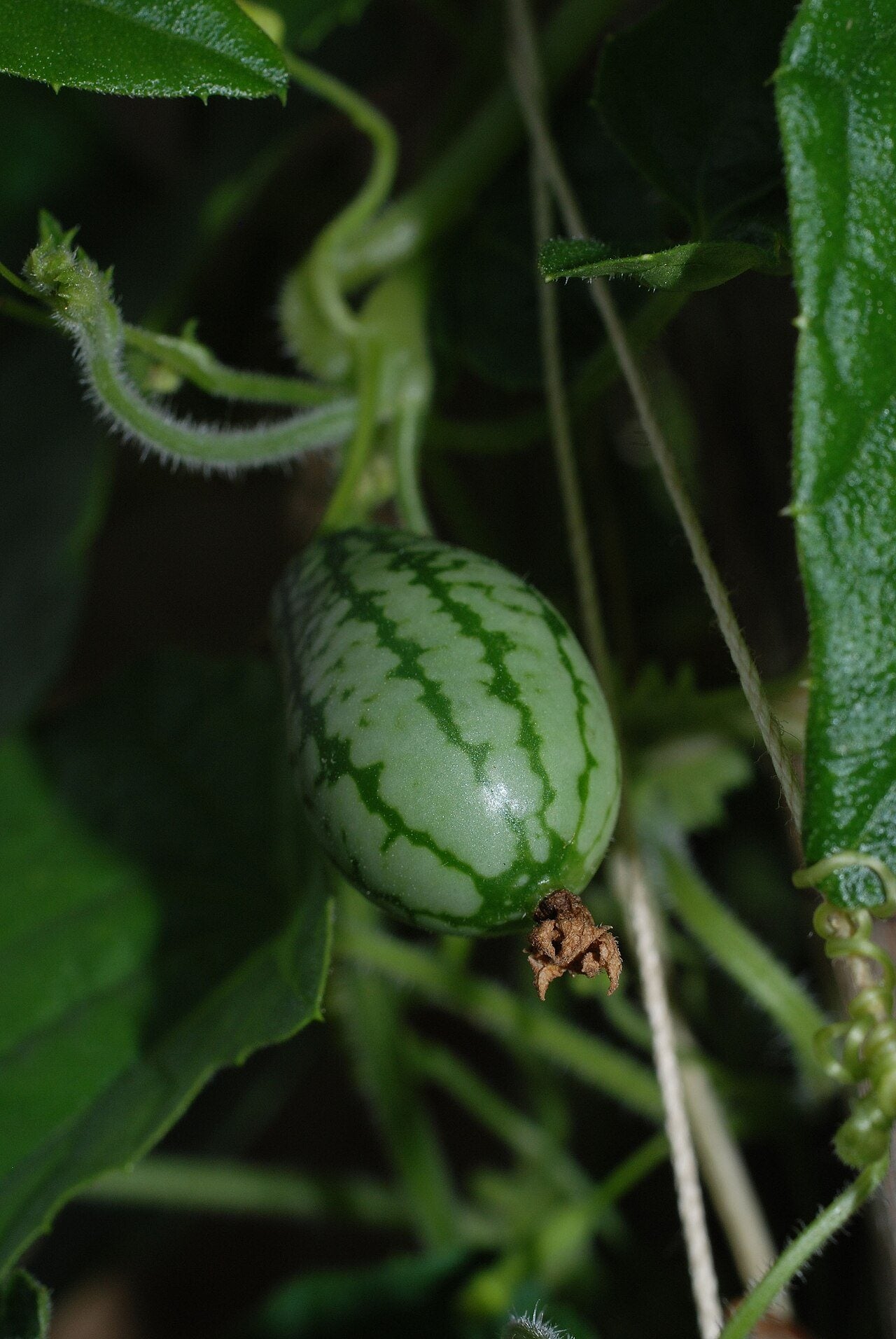 cucamelons in a raised bed