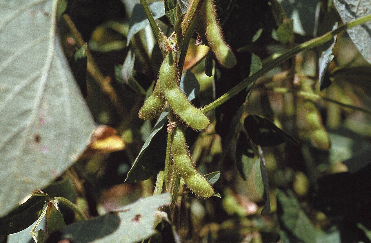 edamame in a raised bed
