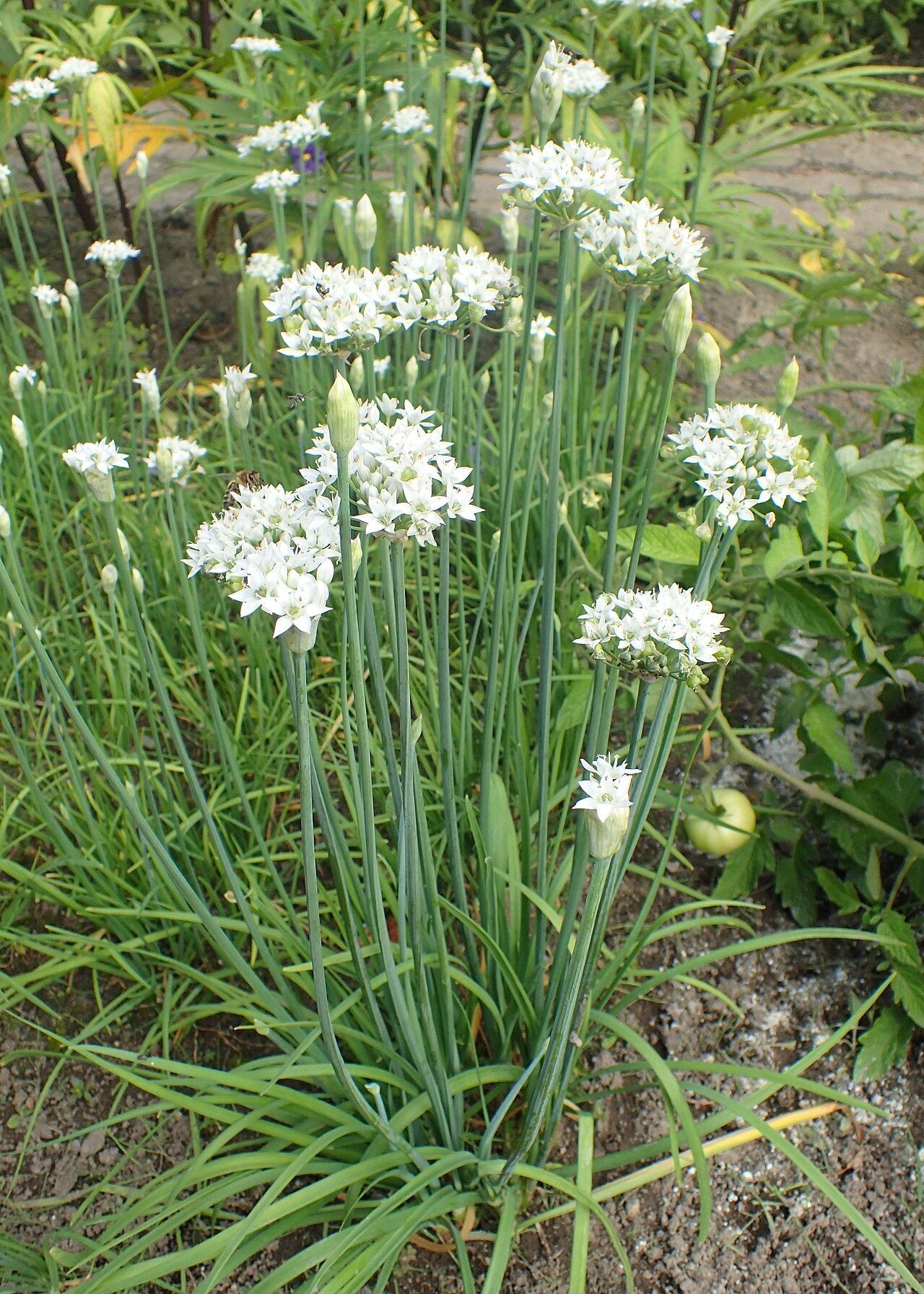 garlic chives in a raised bed