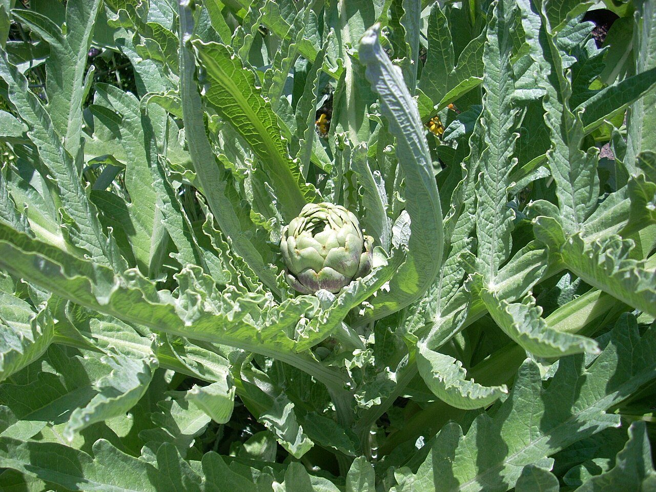 globe artichokes in a raised bed