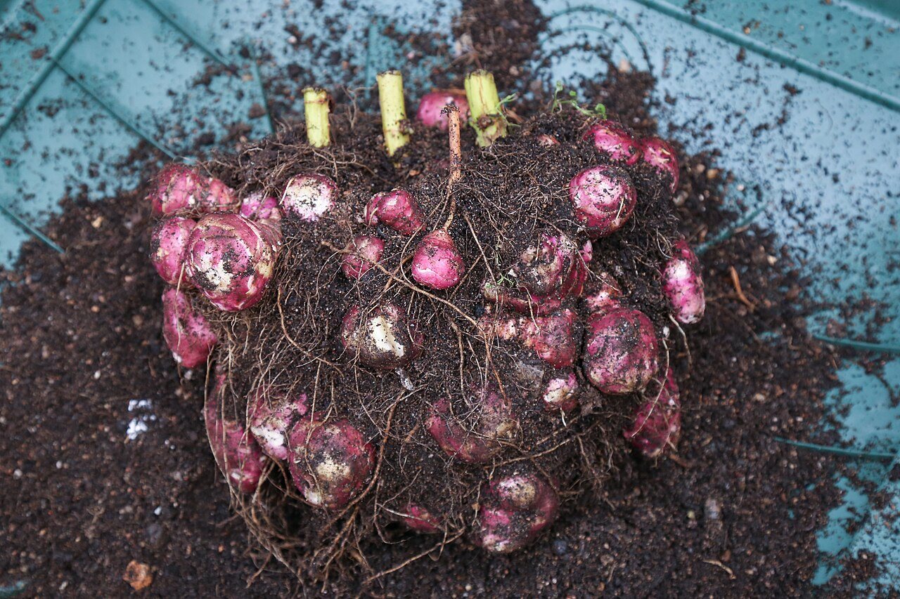 Jerusalem artichokes in a raised bed
