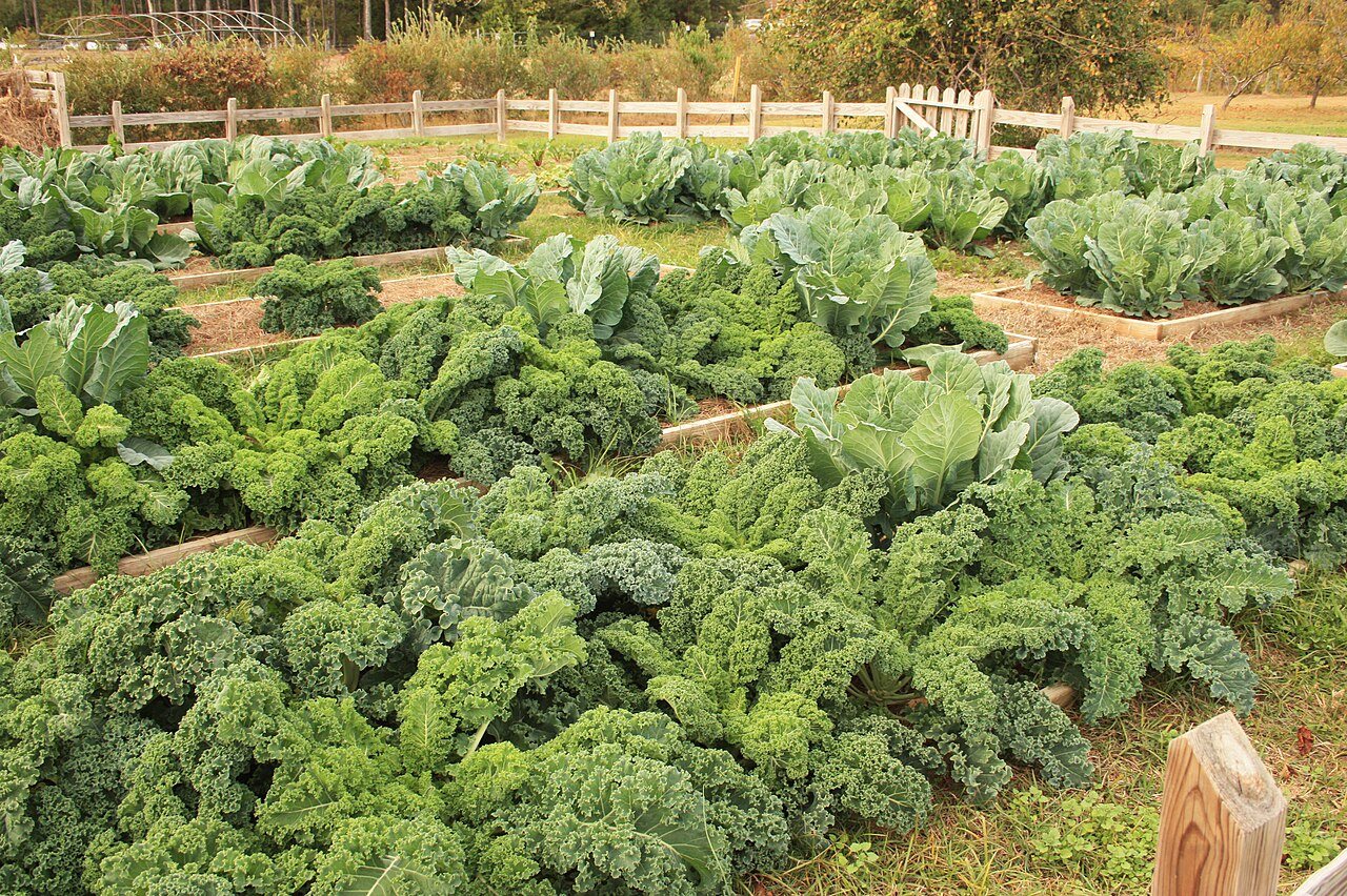 kale in a raised bed