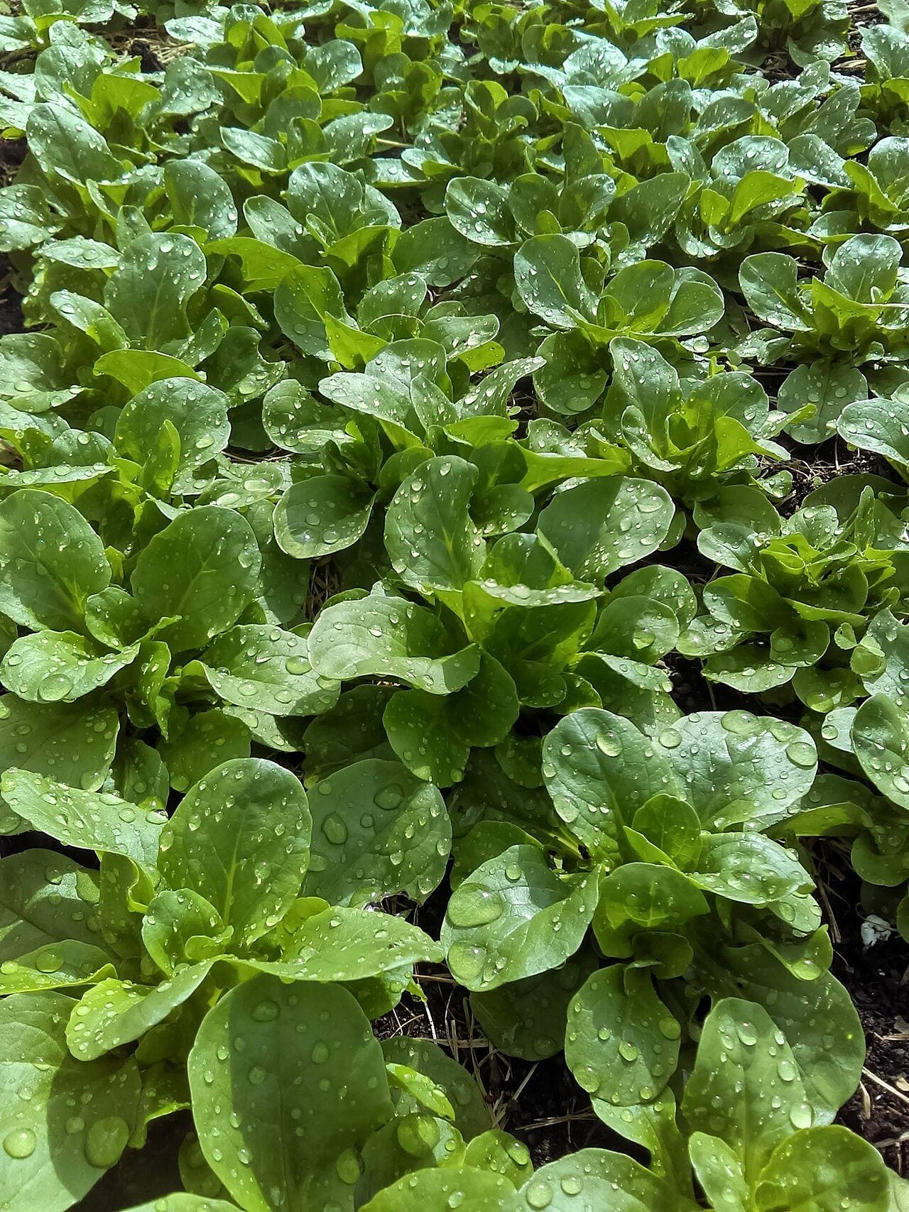 lamb's lettuce in a raised bed