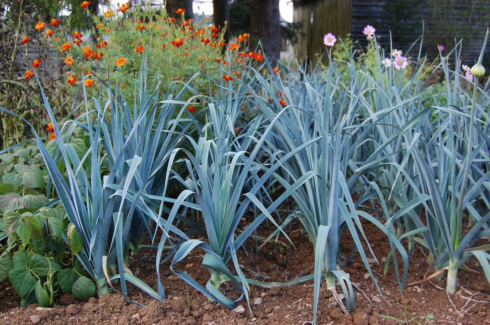 leeks in a raised bed