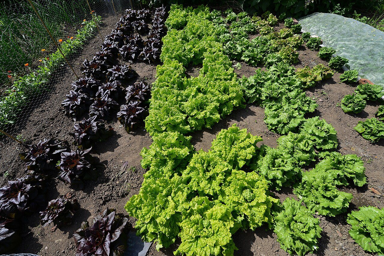 lettuce in a raised bed
