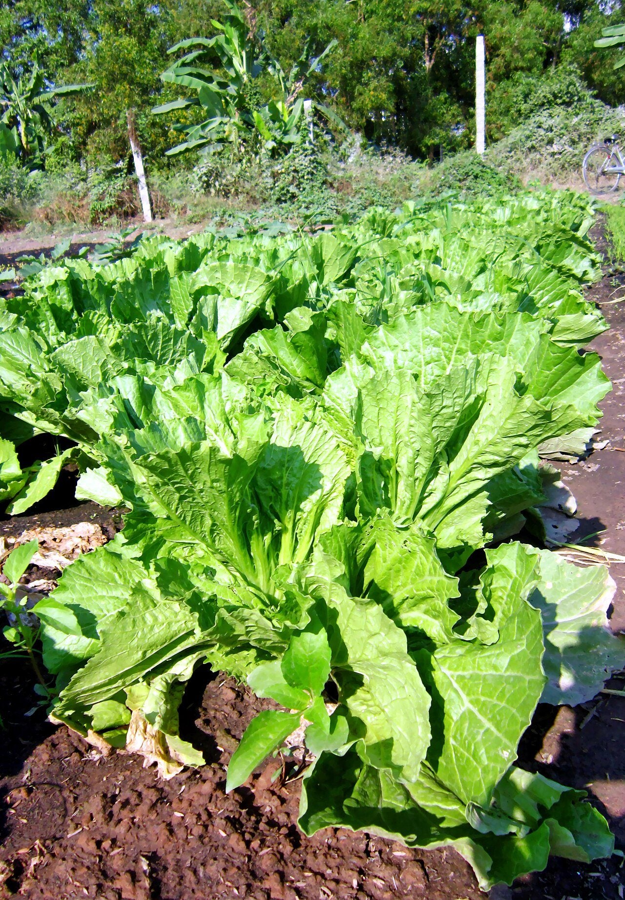 mustard greens in a raised bed
