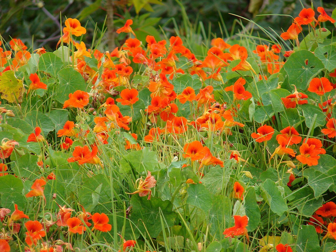 nasturtiums in a raised bed