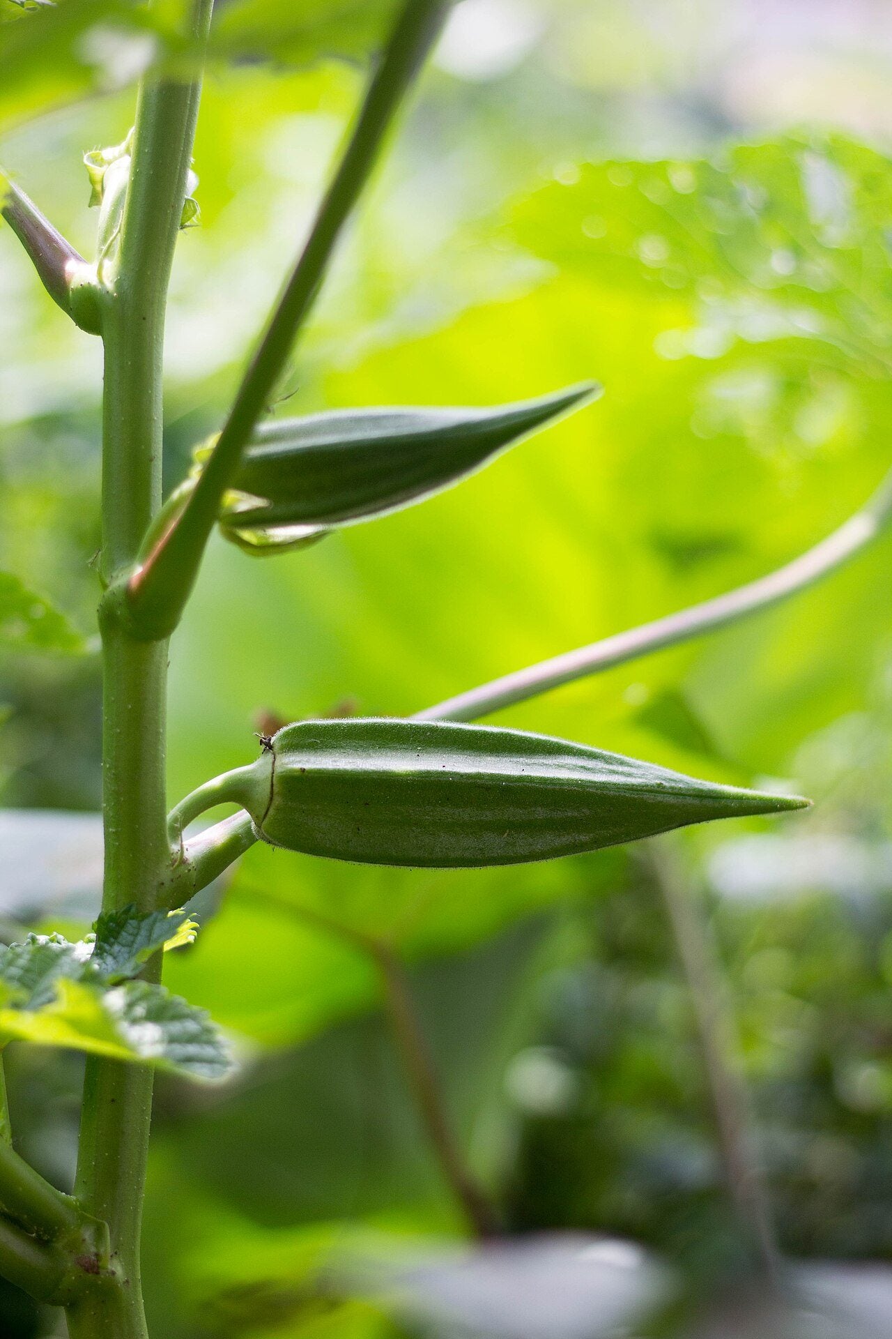 okra in a raised bed