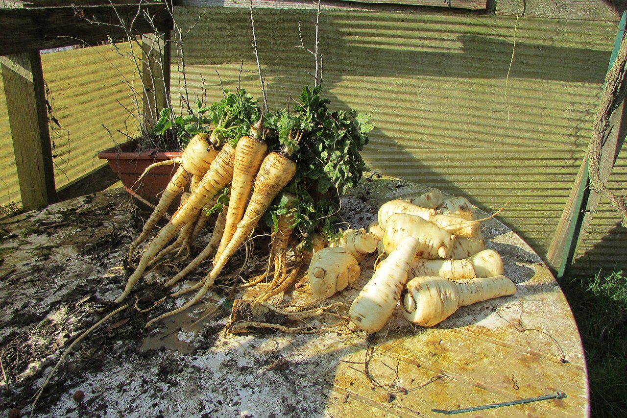parsnips in a raised bed