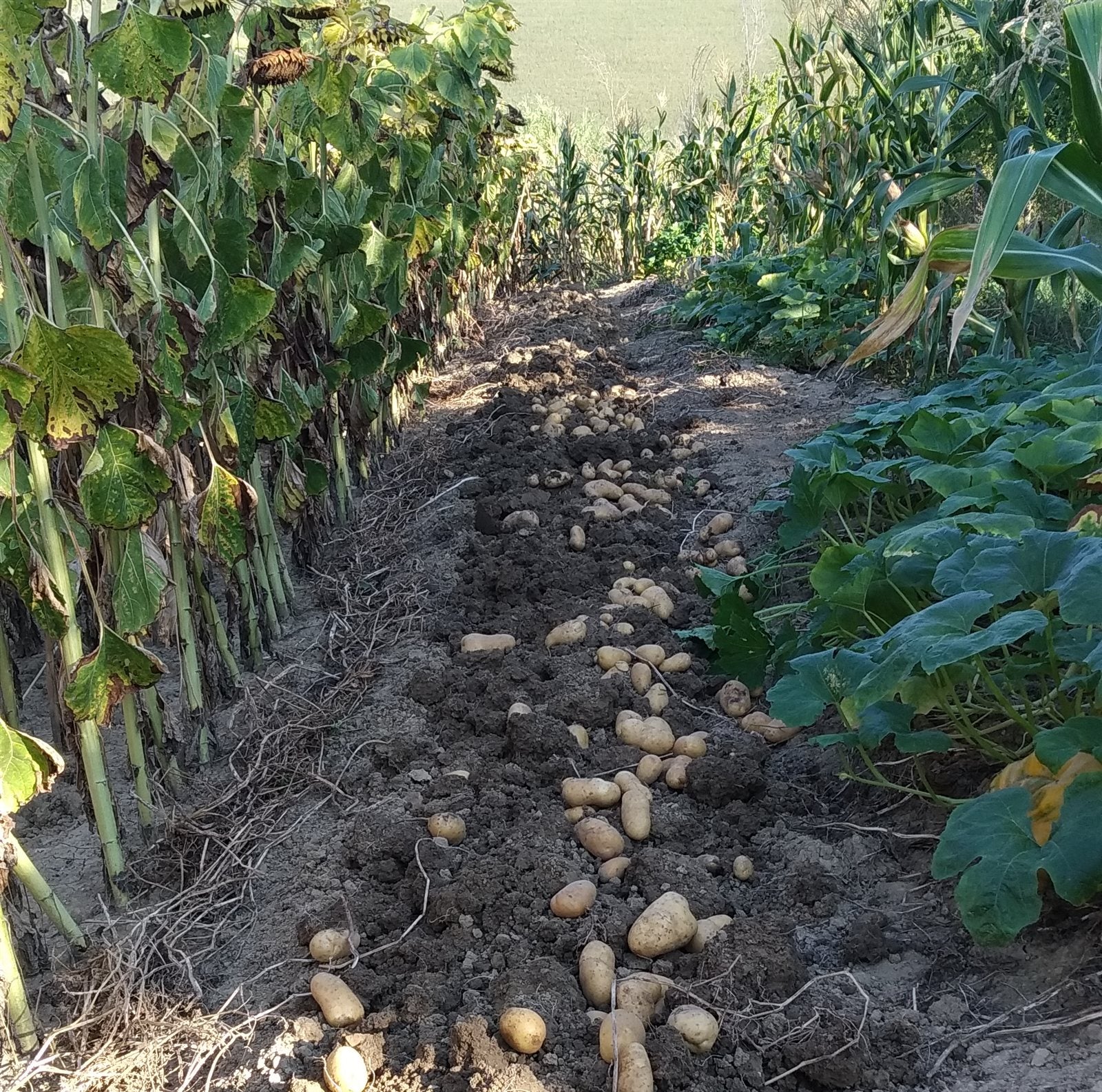 potatoes in a raised bed