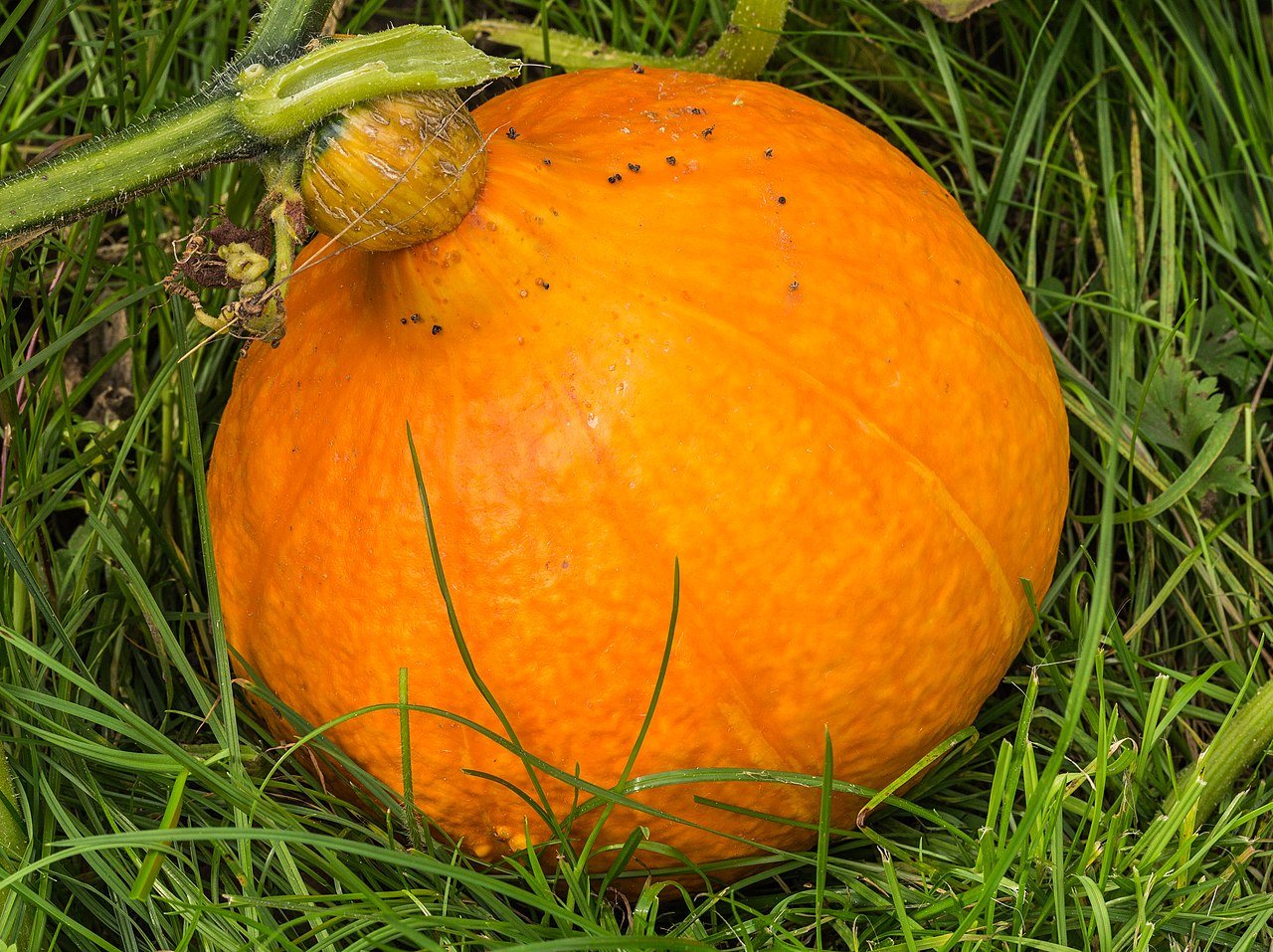 pumpkins in a raised bed