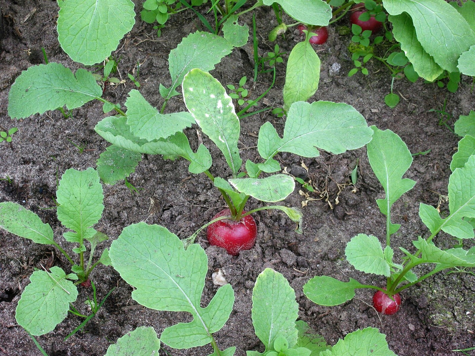 radishes in a raised bed
