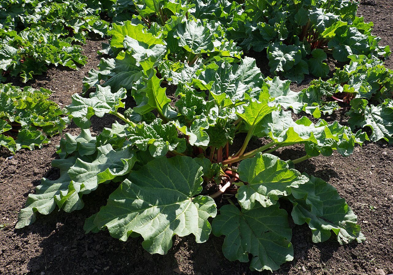 rhubarb in a raised bed