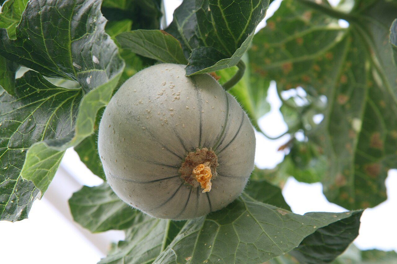 rockmelon in a raised bed