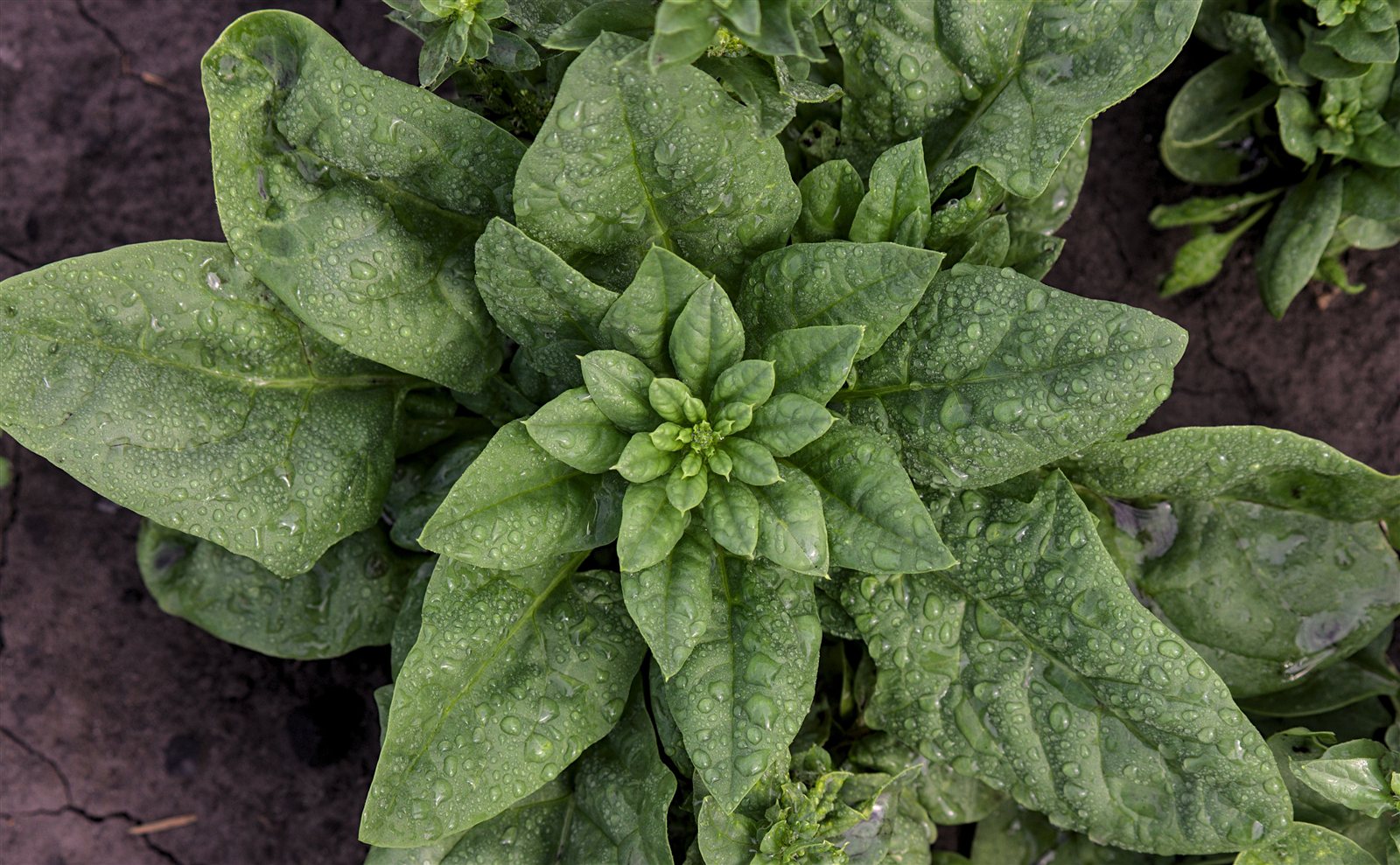 spinach in a raised bed