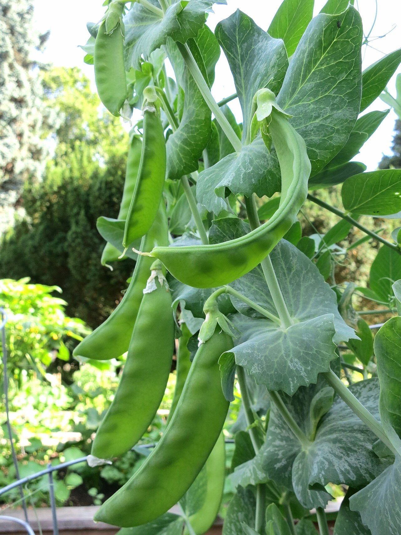 sugar snap peas in a raised bed