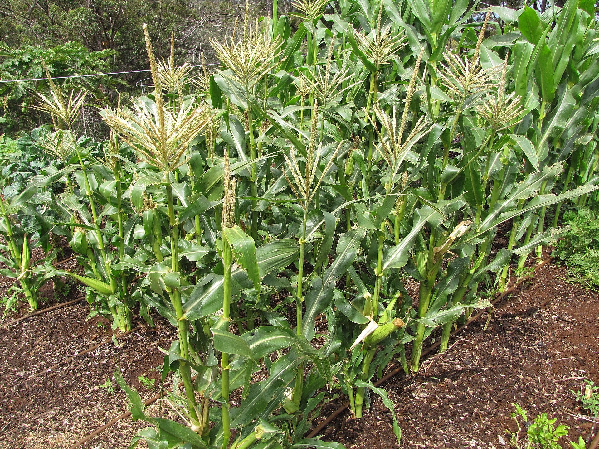 Sweet corn plants growing in a block in a home vegetable garden, with cobs and silks forming on the stalks