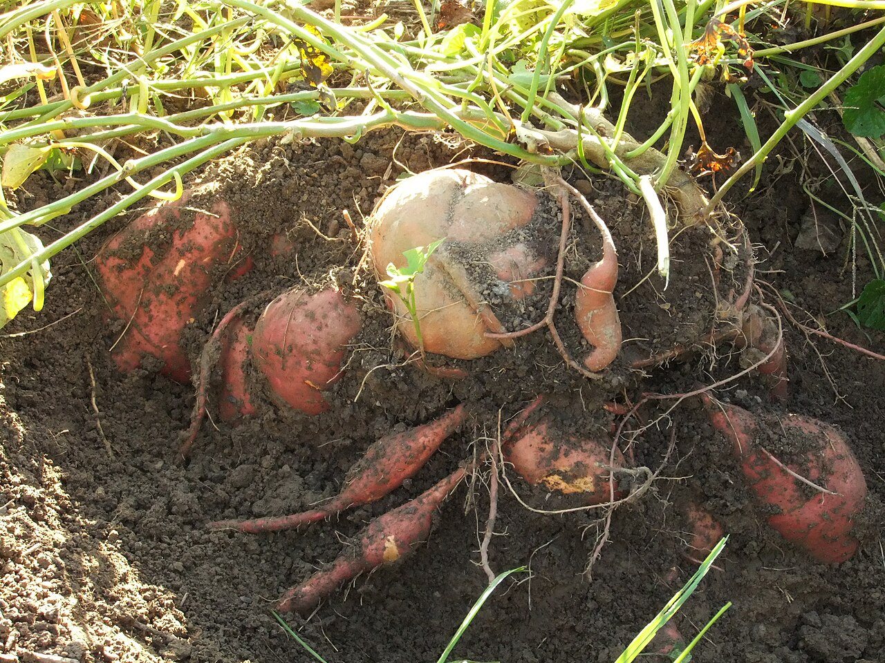 sweet potato in a raised bed