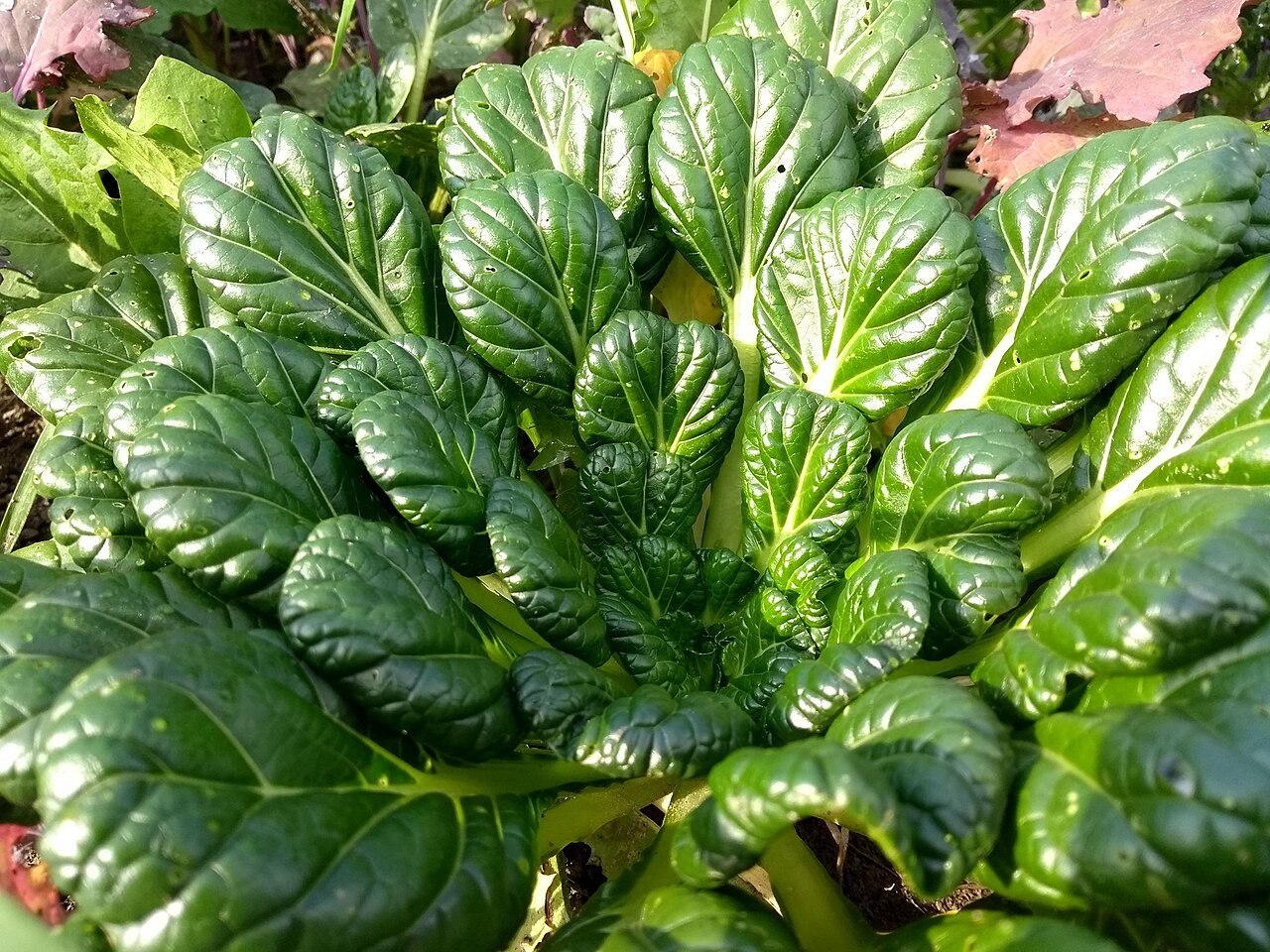 tatsoi in a raised bed