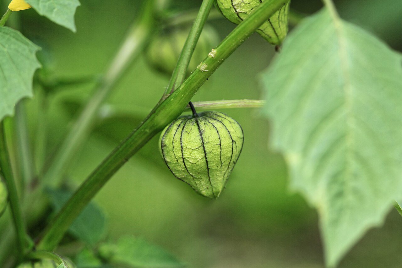 tomatillos in a raised bed