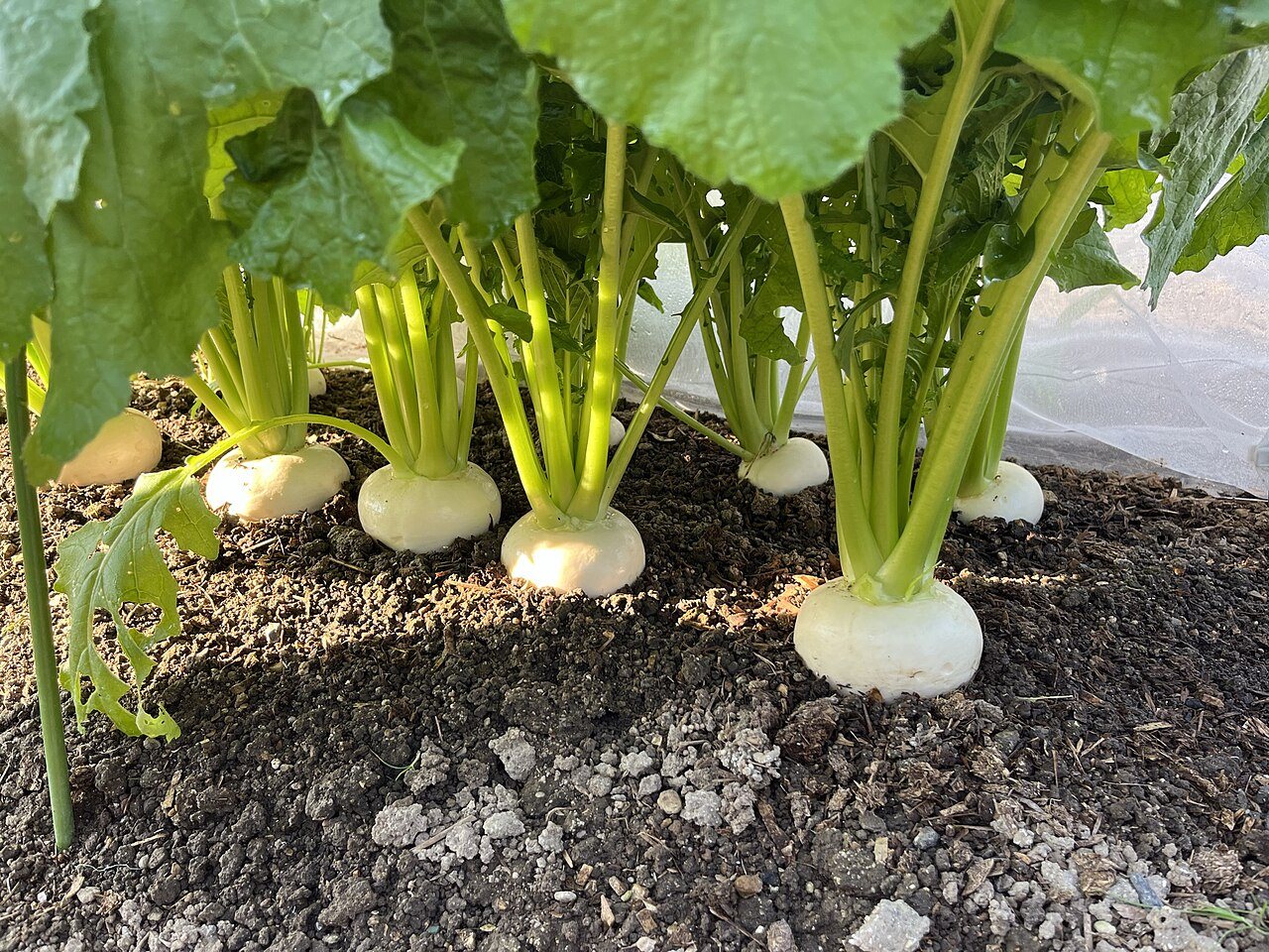 turnips in a raised bed