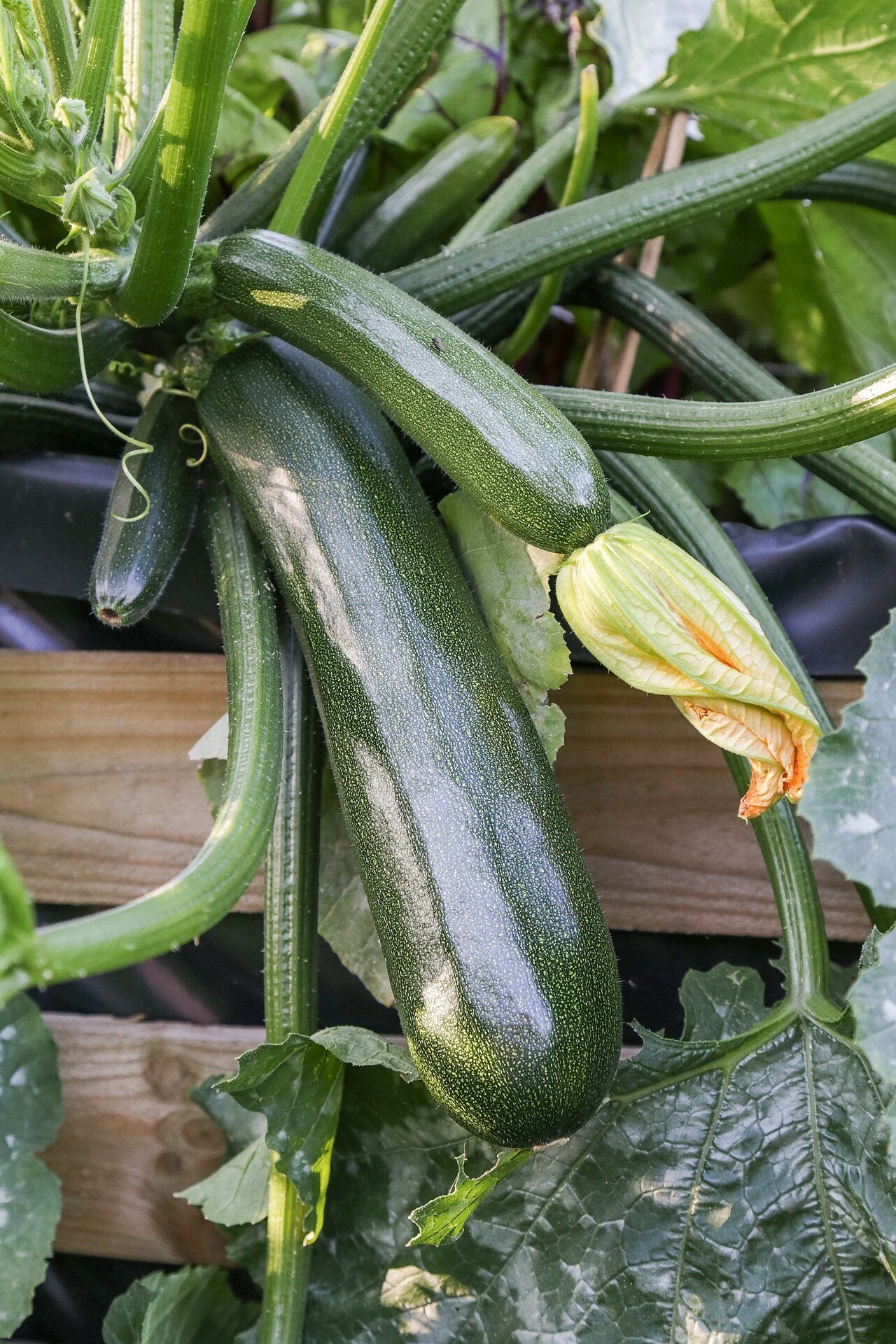 zucchini in a raised bed